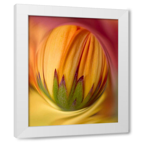 Indiana, Carmel Close-up of gerbera daisy bud White Modern Wood Framed Art Print by Kelley, David