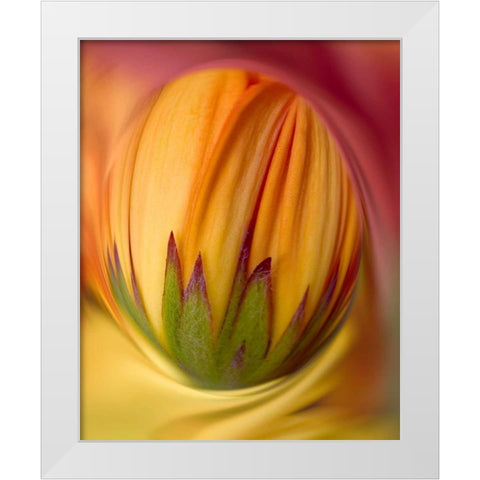 Indiana, Carmel Close-up of gerbera daisy bud White Modern Wood Framed Art Print by Kelley, David