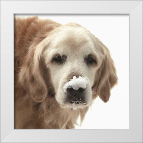 Indiana, Carmel Golden retriever in snow White Modern Wood Framed Art Print by Kaveney, Wendy
