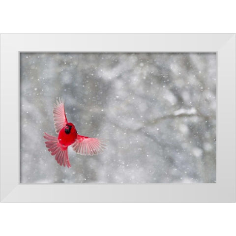 Indiana, Indianapolis Cardinal  in flight White Modern Wood Framed Art Print by Kaveney, Wendy