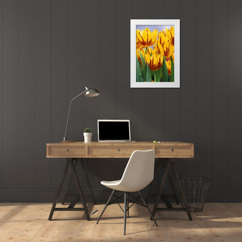 Indiana, Indianapolis Tulips at Garfield Park White Modern Wood Framed Art Print by Kaveney, Wendy