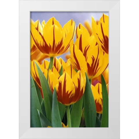 Indiana, Indianapolis Tulips at Garfield Park White Modern Wood Framed Art Print by Kaveney, Wendy