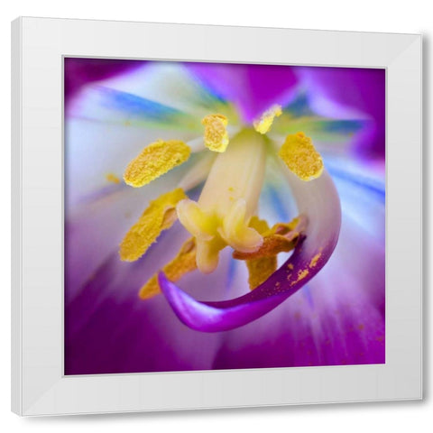 Indiana, Carmel Tulip stamen, pestle, and pollen White Modern Wood Framed Art Print by Kelley, David