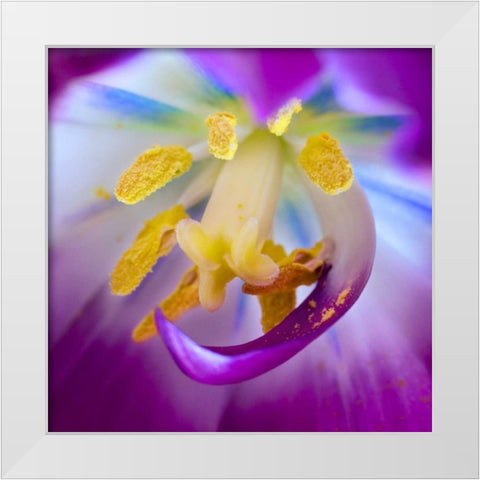 Indiana, Carmel Tulip stamen, pestle, and pollen White Modern Wood Framed Art Print by Kelley, David
