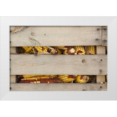Corn in corn crib Indianapolis, Indiana, USA White Modern Wood Framed Art Print by Kaveney, Wendy