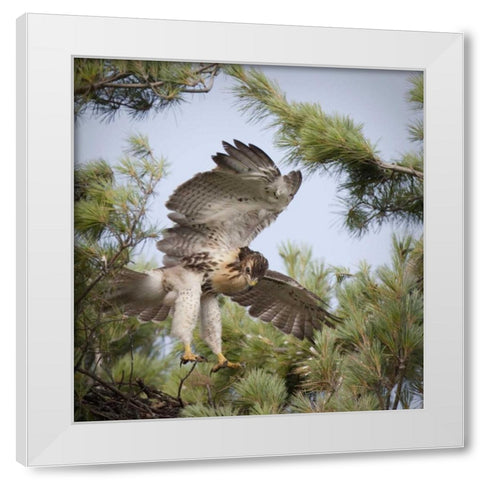 Indiana, Indianapolis Young red-tailed hawk White Modern Wood Framed Art Print by Kaveney, Wendy