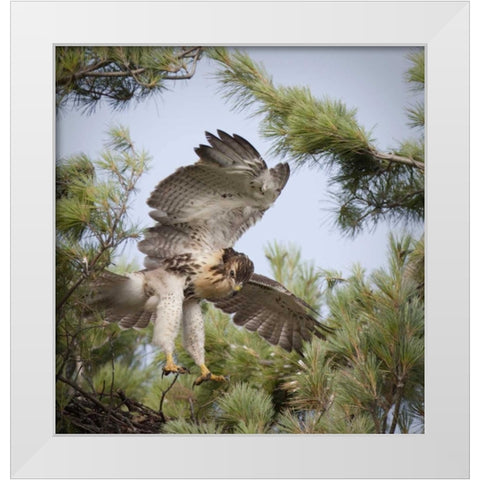 Indiana, Indianapolis Young red-tailed hawk White Modern Wood Framed Art Print by Kaveney, Wendy