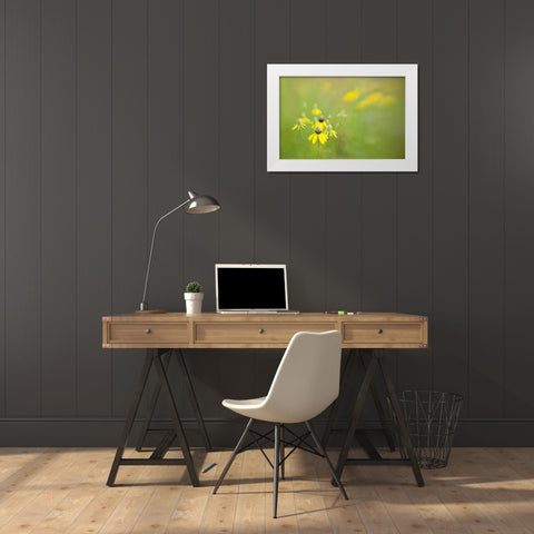Indianapolis Wild grey-headed coneflowers White Modern Wood Framed Art Print by Kaveney, Wendy
