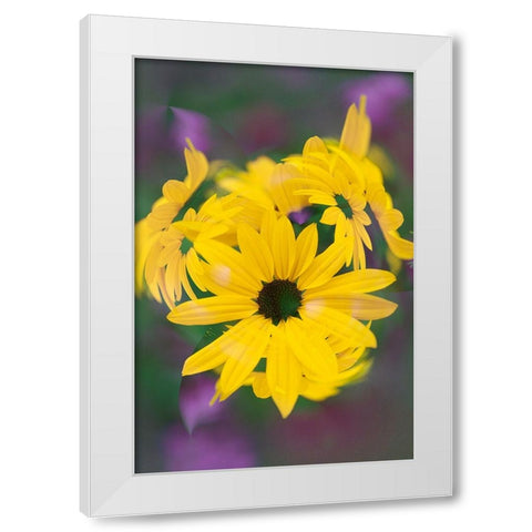 Coreopsis Flower-Louisville-Kentucky White Modern Wood Framed Art Print by Jones, Adam