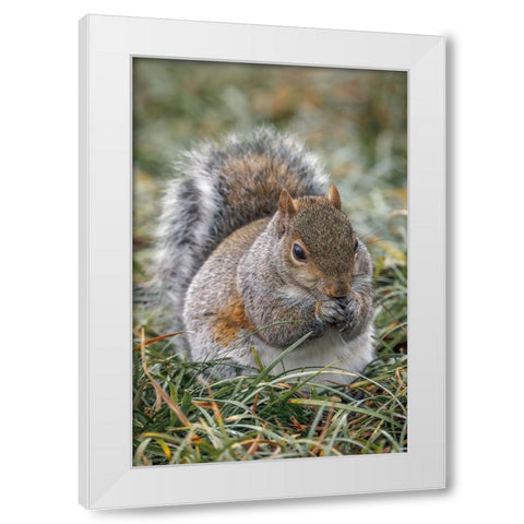 Eastern gray squirrel-Kentucky White Modern Wood Framed Art Print by Jones, Adam