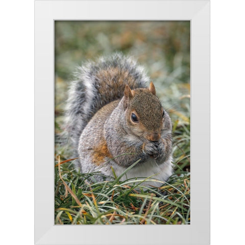 Eastern gray squirrel-Kentucky White Modern Wood Framed Art Print by Jones, Adam