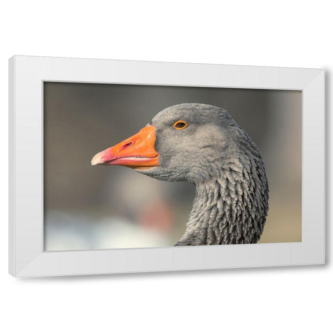 French Toulouse Goose-Kentucky White Modern Wood Framed Art Print by Jones, Adam