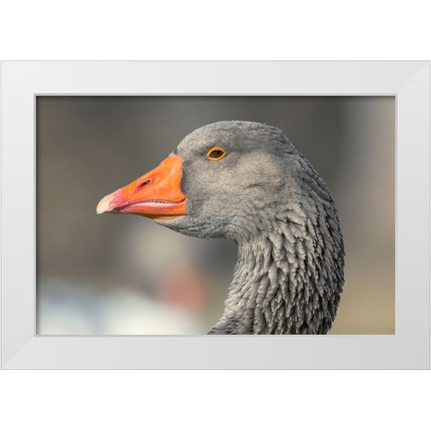 French Toulouse Goose-Kentucky White Modern Wood Framed Art Print by Jones, Adam