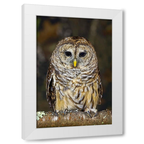 Barred owl-Kentucky White Modern Wood Framed Art Print by Jones, Adam