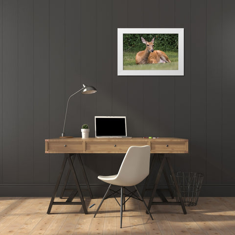 White-tailed deer lying down resting-Kentucky White Modern Wood Framed Art Print by Jones, Adam