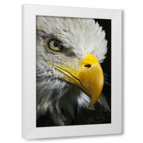 Close-up portrait of Bald eagle-Kentucky White Modern Wood Framed Art Print by Jones, Adam