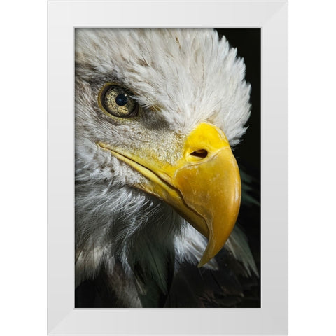 Close-up portrait of Bald eagle-Kentucky White Modern Wood Framed Art Print by Jones, Adam