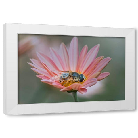 Fly mimicking a bee-Kentucky White Modern Wood Framed Art Print by Jones, Adam