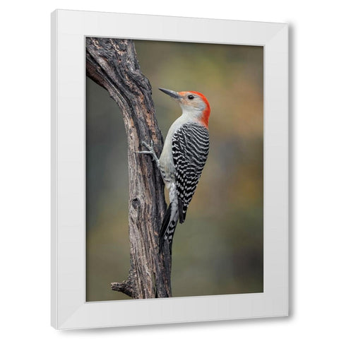 Male Red-bellied woodpecker in autumn-Kentucky White Modern Wood Framed Art Print by Jones, Adam