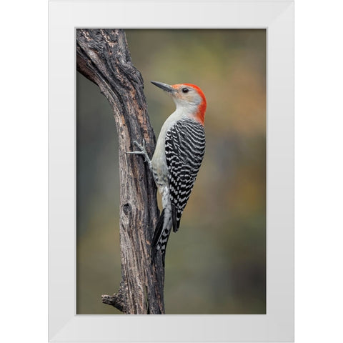 Male Red-bellied woodpecker in autumn-Kentucky White Modern Wood Framed Art Print by Jones, Adam