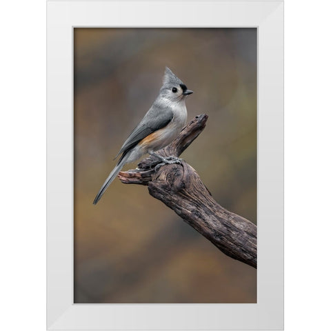 Tufted titmouse-Kentucky White Modern Wood Framed Art Print by Jones, Adam