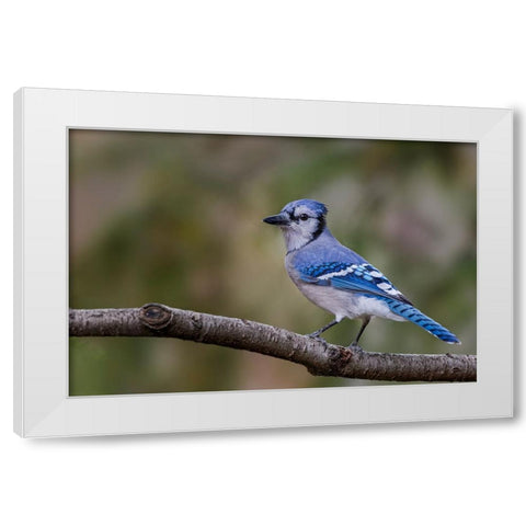 Blue jay in autumn-Kentucky White Modern Wood Framed Art Print by Jones, Adam
