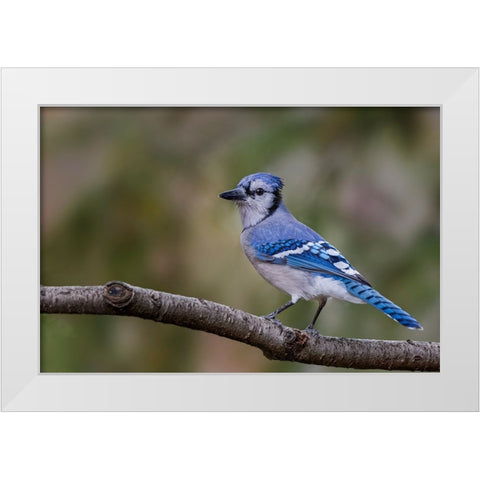 Blue jay in autumn-Kentucky White Modern Wood Framed Art Print by Jones, Adam