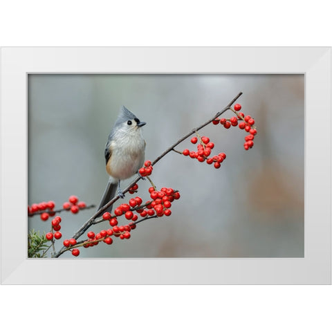 Tufted titmouse and red berries-Kentucky White Modern Wood Framed Art Print by Jones, Adam