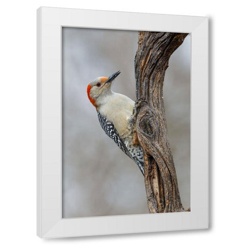 Female Red-bellied woodpecker and red berries-Kentucky White Modern Wood Framed Art Print by Jones, Adam