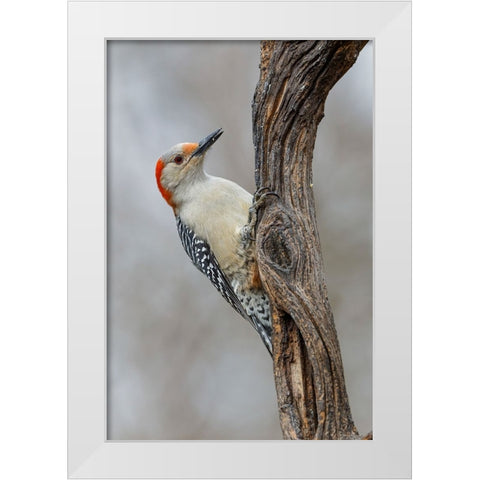 Female Red-bellied woodpecker and red berries-Kentucky White Modern Wood Framed Art Print by Jones, Adam