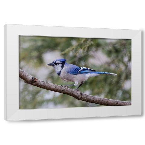 Blue jay in winter-Kentucky White Modern Wood Framed Art Print by Jones, Adam