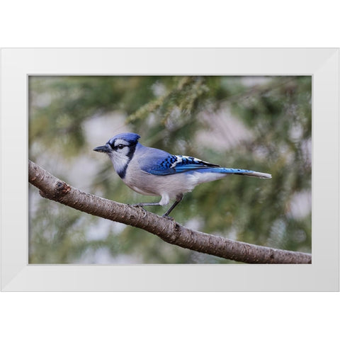 Blue jay in winter-Kentucky White Modern Wood Framed Art Print by Jones, Adam