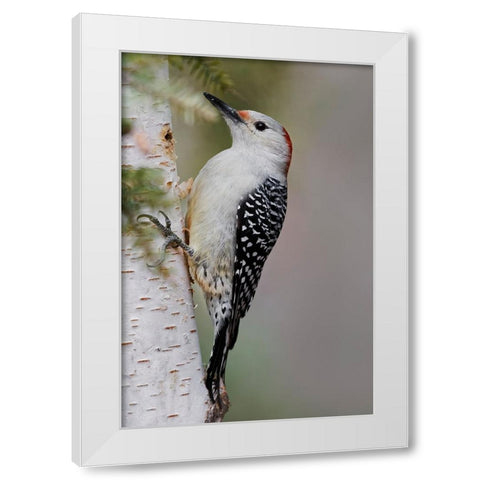 Female Red-bellied woodpecker-Melanerpes carolinus and red berries-Kentucky White Modern Wood Framed Art Print by Jones, Adam