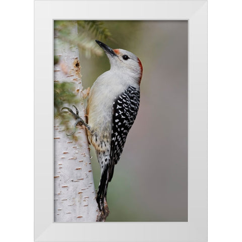 Female Red-bellied woodpecker-Melanerpes carolinus and red berries-Kentucky White Modern Wood Framed Art Print by Jones, Adam