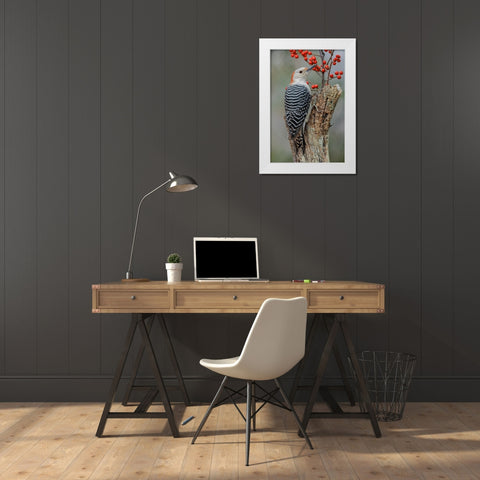 Female Red-bellied woodpecker and red berries-Kentucky White Modern Wood Framed Art Print by Jones, Adam
