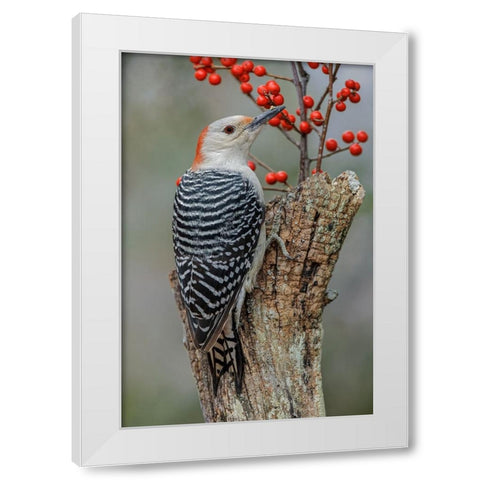 Female Red-bellied woodpecker and red berries-Kentucky White Modern Wood Framed Art Print by Jones, Adam