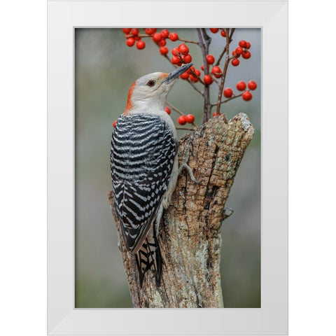 Female Red-bellied woodpecker and red berries-Kentucky White Modern Wood Framed Art Print by Jones, Adam