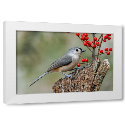 Tufted titmouse and red berries-Kentucky White Modern Wood Framed Art Print by Jones, Adam