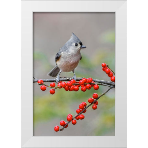 Tufted titmouse and red berries-Kentucky White Modern Wood Framed Art Print by Jones, Adam