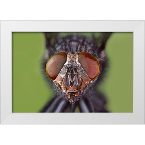 Extreme close-up of house fly head and face-Kentucky White Modern Wood Framed Art Print by Jones, Adam