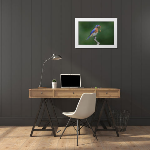 Male Eastern bluebird with centipede-Kentucky White Modern Wood Framed Art Print by Jones, Adam