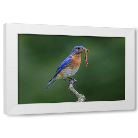 Male Eastern bluebird with centipede-Kentucky White Modern Wood Framed Art Print by Jones, Adam