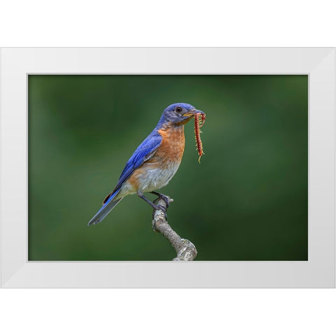 Male Eastern bluebird with centipede-Kentucky White Modern Wood Framed Art Print by Jones, Adam