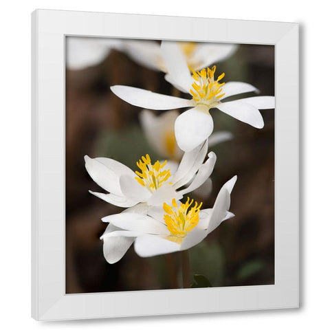 Bloodroot flowers The Parklands-Louisville-Kentucky White Modern Wood Framed Art Print by Jones, Adam