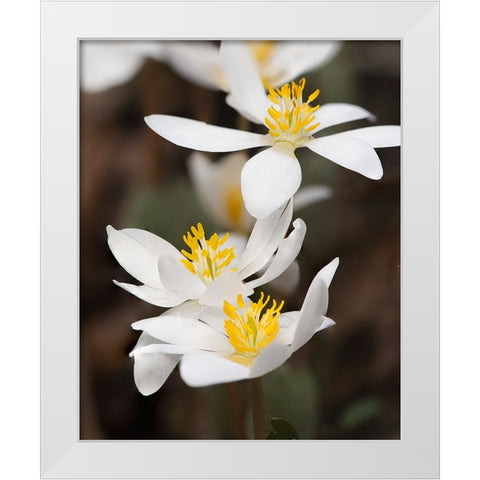 Bloodroot flowers The Parklands-Louisville-Kentucky White Modern Wood Framed Art Print by Jones, Adam