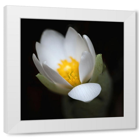 Bloodroot flower The Parklands-Louisville-Kentucky White Modern Wood Framed Art Print by Jones, Adam