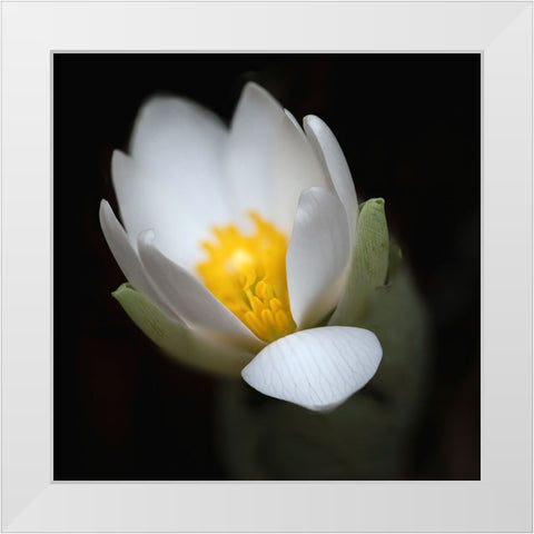 Bloodroot flower The Parklands-Louisville-Kentucky White Modern Wood Framed Art Print by Jones, Adam
