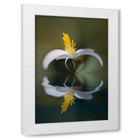 Bloodroot flower and reflection The Parklands-Louisville-Kentucky White Modern Wood Framed Art Print by Jones, Adam