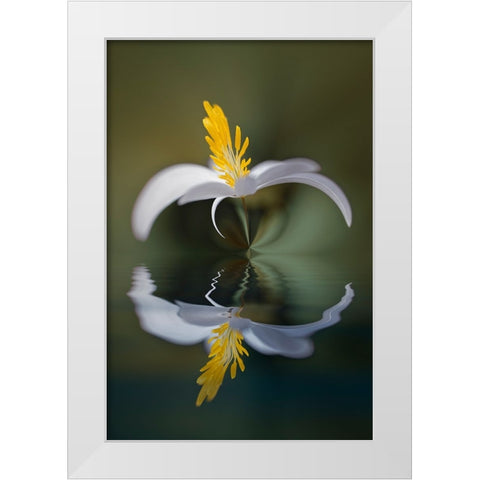 Bloodroot flower and reflection The Parklands-Louisville-Kentucky White Modern Wood Framed Art Print by Jones, Adam