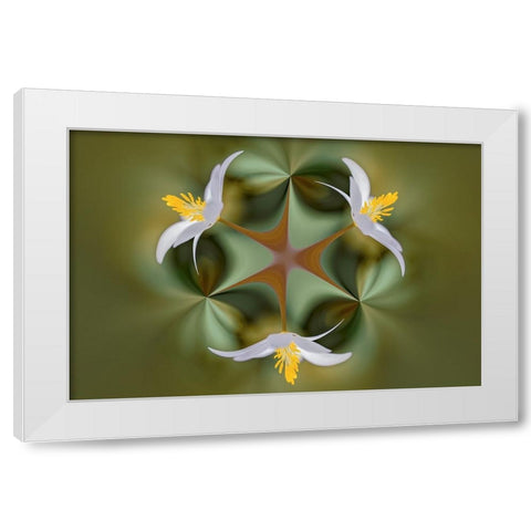 Bloodroot flower The Parklands-Louisville-Kentucky White Modern Wood Framed Art Print by Jones, Adam